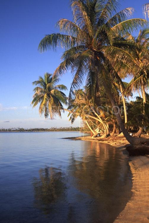 Islands;ocean;palm trees;blue;water;sky;manihi;french polynesia;sillouettes